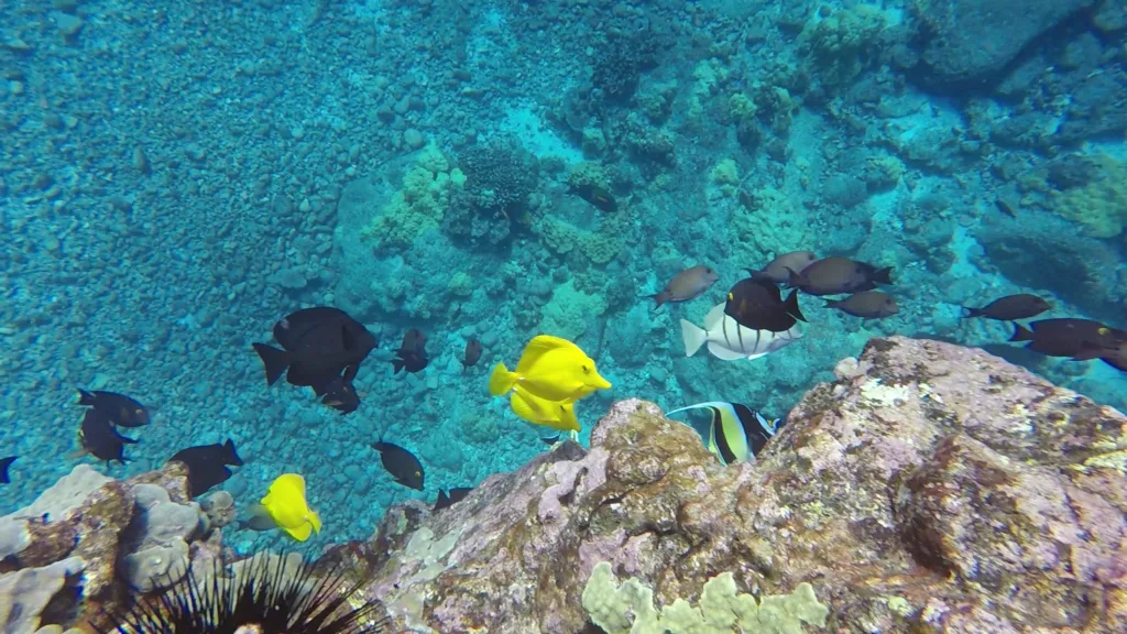 Snorkelers exploring vibrant coral near Captain Cook Monument