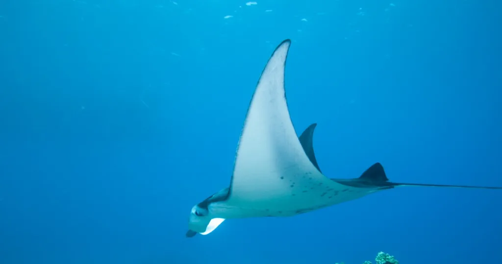 Night snorkelers illuminated by underwater lights near Kona