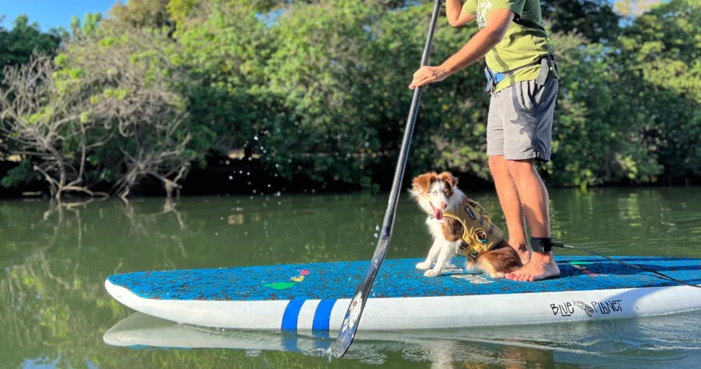 Dog learning to paddleboard during SUPDog lessons