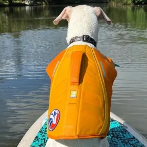Exciting dog surfing experience on North Shore waves