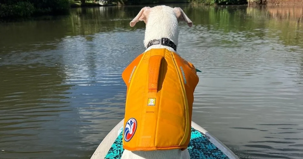 Exciting dog surfing experience on North Shore waves