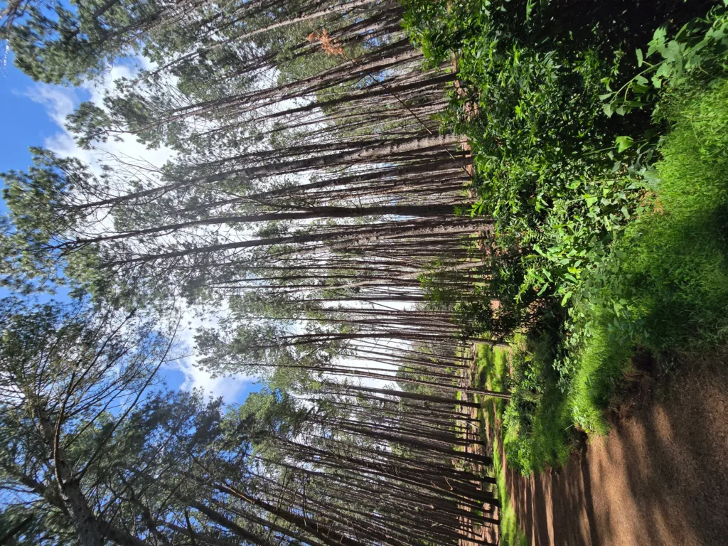 Hikers walking along scenic trail in Maui upcountry