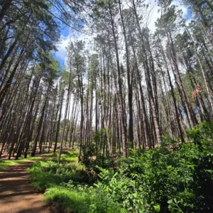 Hikers walking along scenic trail in Maui upcountry