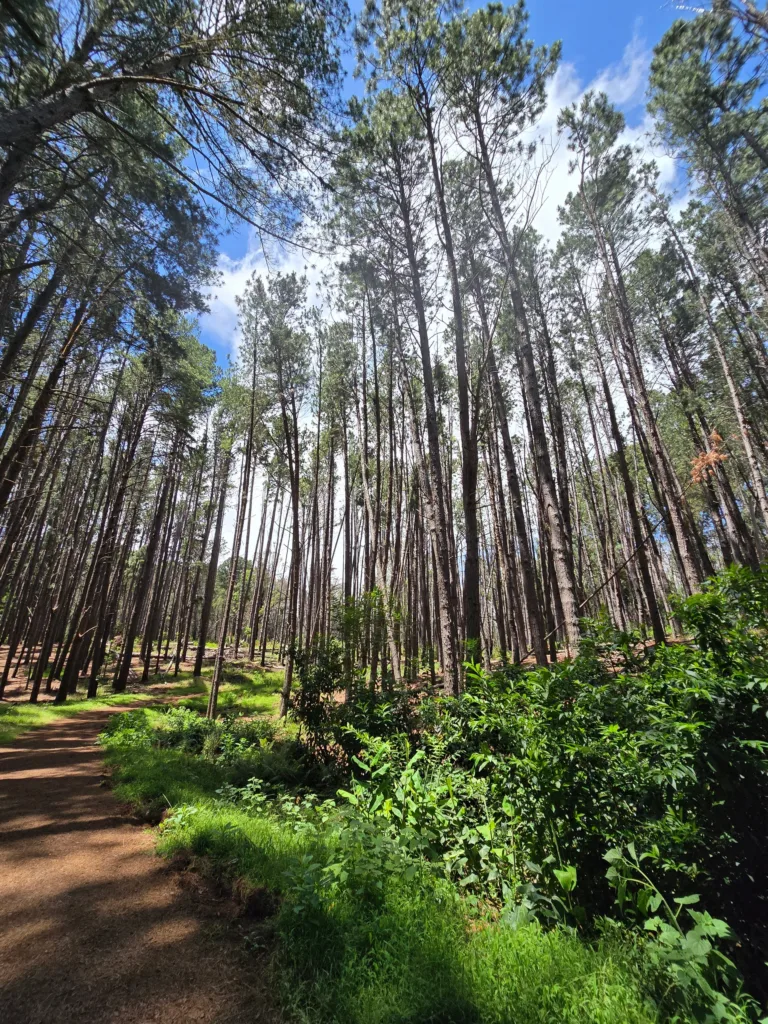 Hikers walking along scenic trail in Maui upcountry