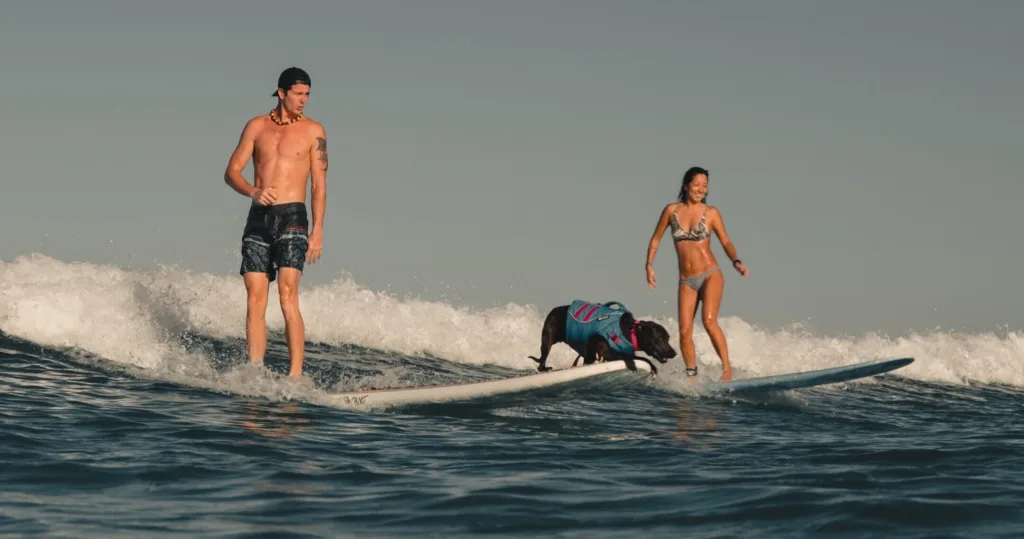 Exciting dog surfing session on Waikiki’s gentle waves