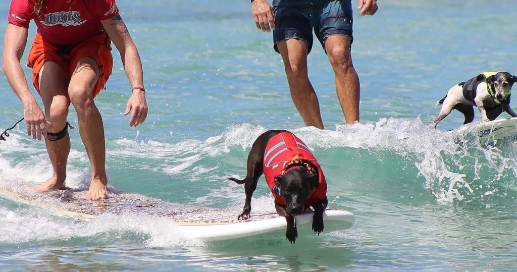 Beginner surfing lessons on Oahu’s best beaches
