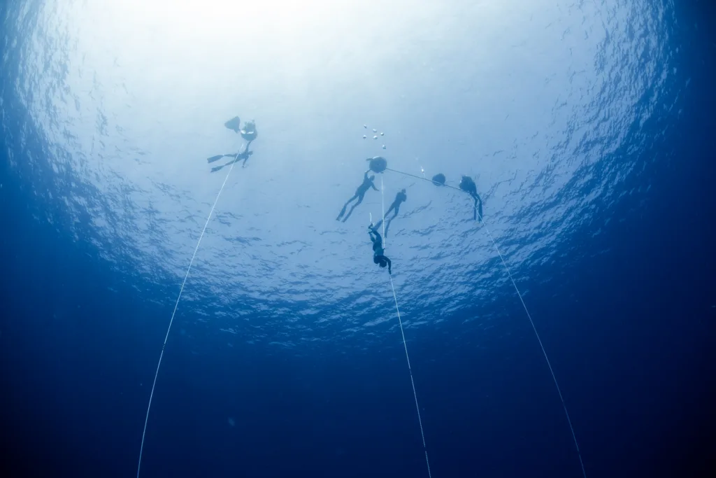 Freediving lessons combined with wildlife safari experience