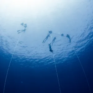 Freediving lessons combined with wildlife safari experience