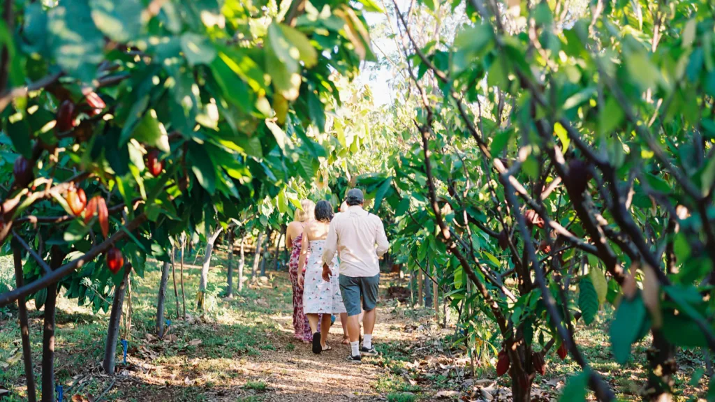 Visitors touring cacao farm surrounded by tropical trees