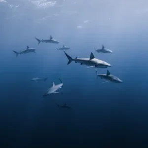 Snorkelers exploring sea tiger shipwreck on marine wildlife tour