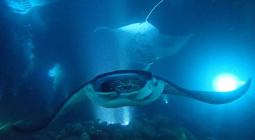 Tourists snorkeling with manta rays at night on Big Island