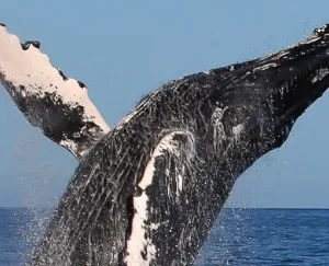 Whale watching tour featuring humpback whales in Hawaii