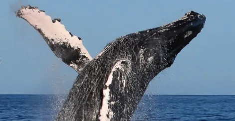 Whale watching tour featuring humpback whales in Hawaii