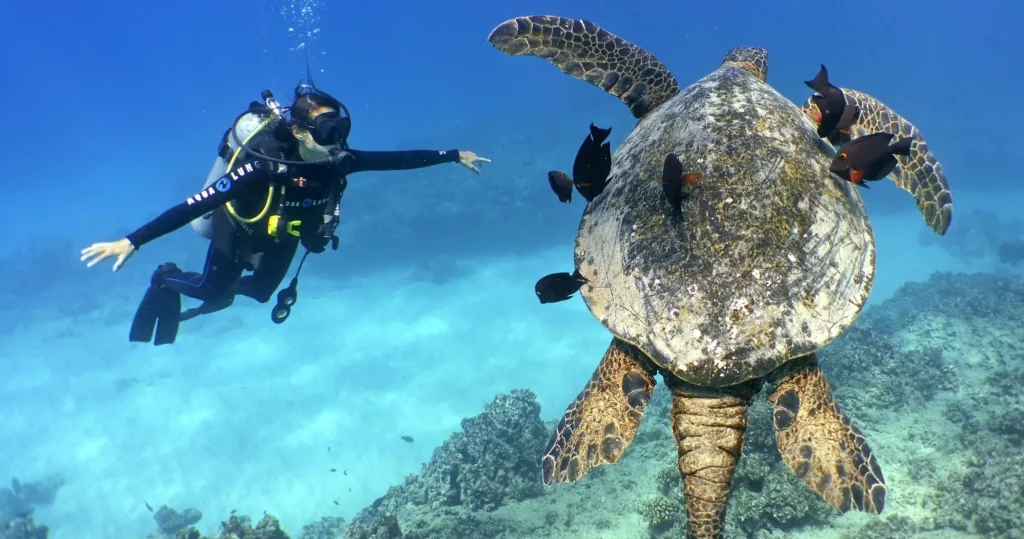 Scuba divers exploring a shallow reef near Waikiki beach