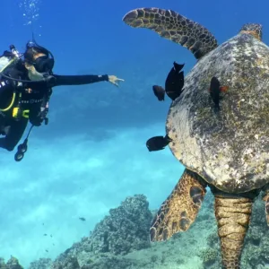 Scuba divers exploring a shallow reef near Waikiki beach