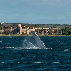 Private whale watching cruise aboard the Marjorie Ann