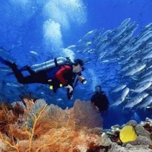 Scuba diver exploring vibrant underwater coral reef