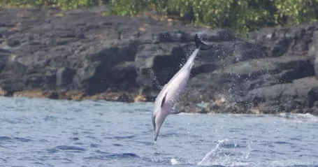Boat cruising along Kealakekua Bay with clear waters