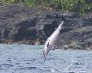 Boat cruising along Kealakekua Bay with clear waters