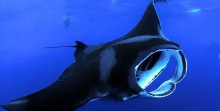 Nighttime manta ray adventure with glowing underwater lights