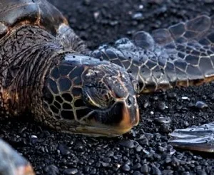 Black sand beach with volcanic rocks under cloudy sky