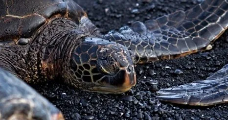 Black sand beach with volcanic rocks under cloudy sky