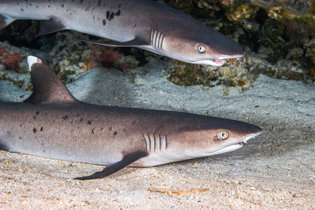 Snorkeler swimming near reef sharks in clear waters