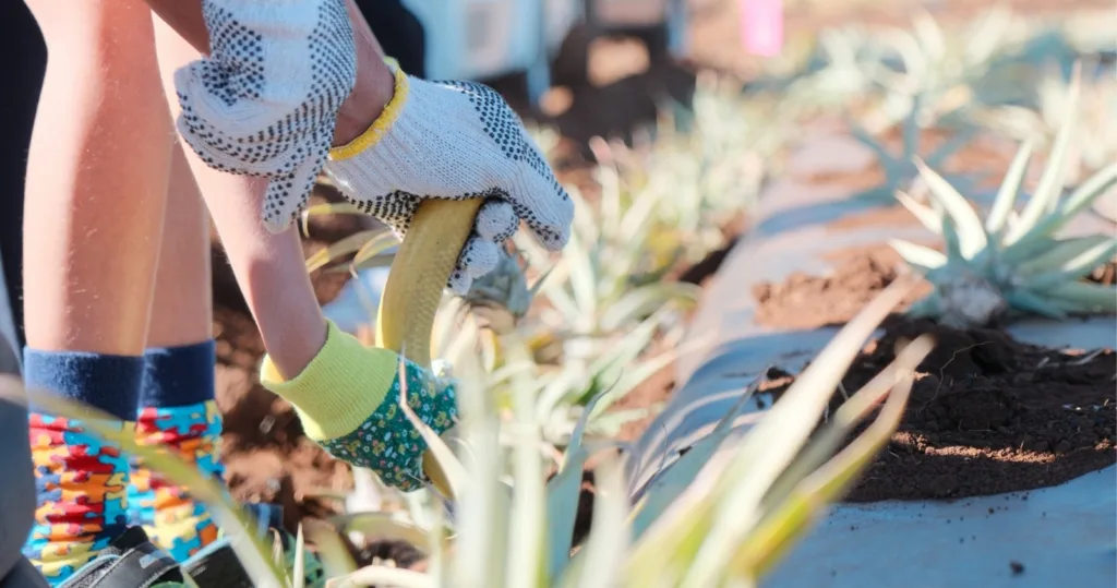 Interactive pineapple planting experience on Maui’s farms