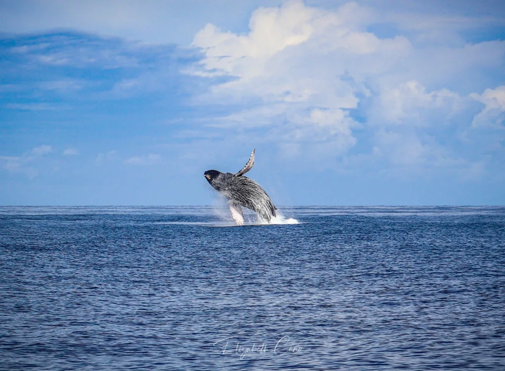 Whale watchers observing humpback whales from a deluxe cruise