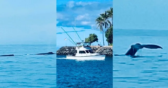Private boat cruising through ocean during whale watching tour
