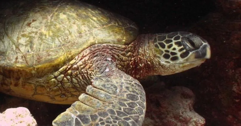 Scuba diver preparing for two tank dusk and night dive