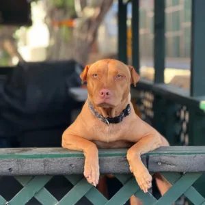 Visitors meeting a friendly rescue dog at cafe