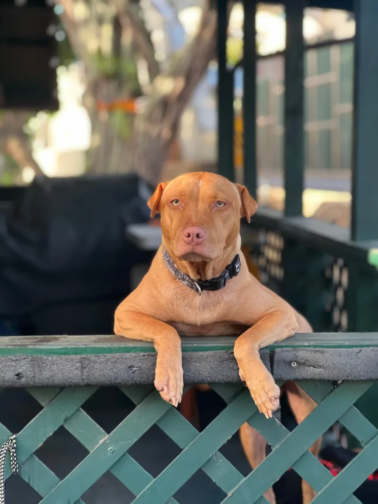 Visitors meeting a friendly rescue dog at cafe