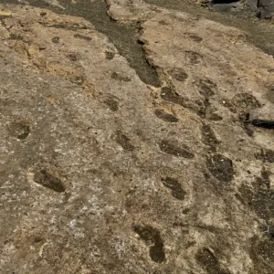 Hikers walking through lush trails in national park