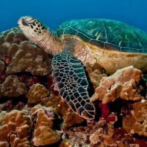 Snorkelers exploring vibrant coral reef underwater