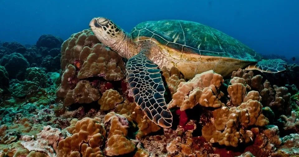 Snorkelers exploring vibrant coral reef underwater
