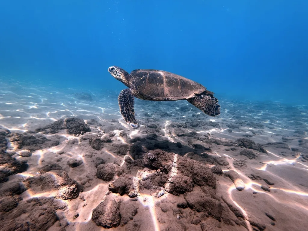 Three-hour snorkeling tour exploring Maui’s coastal waters