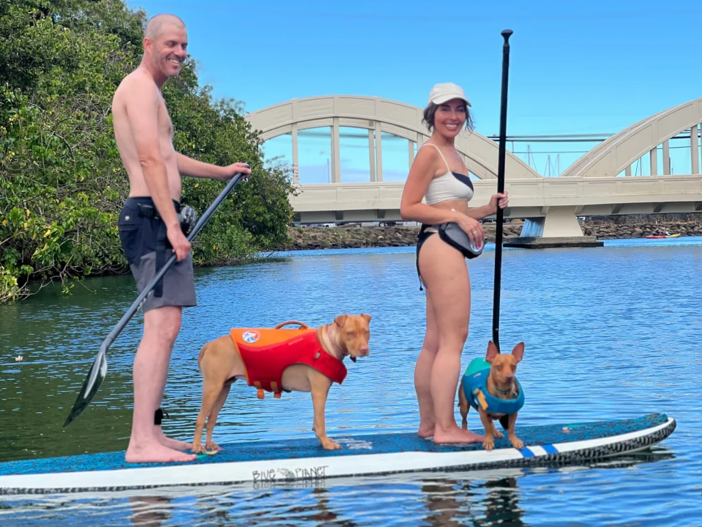 Person paddle boarding with a dog on calm ocean waters