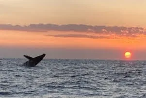 Enjoy a private tour watching whales at sunset