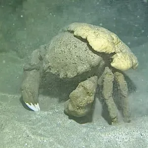 Nighttime scuba diving exploring reef life under twilight skies