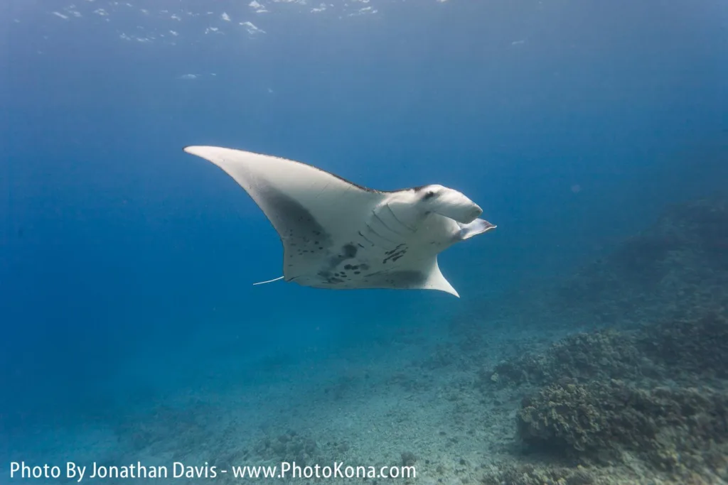 Diver swimming near glowing manta rays at twilight