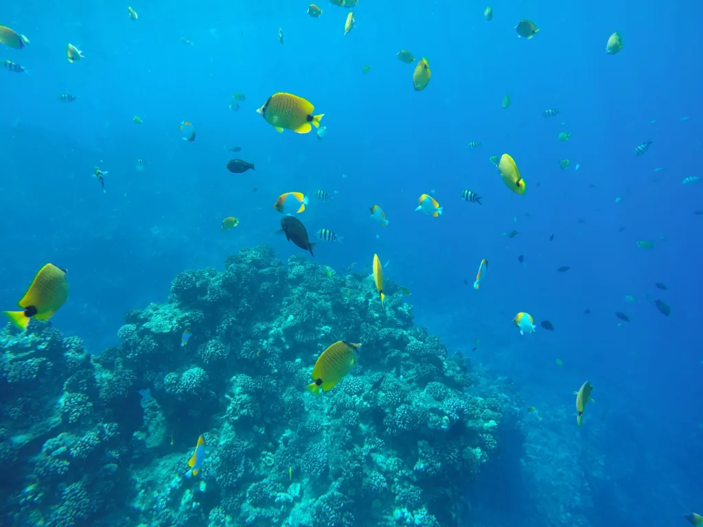 Small group snorkeling charter exploring vibrant ocean life