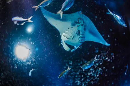 Nighttime manta ray dive with glowing sea creatures