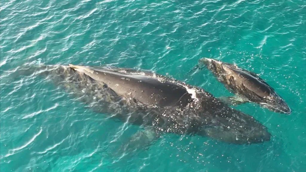 Small group watching humpback whales near Puako coast