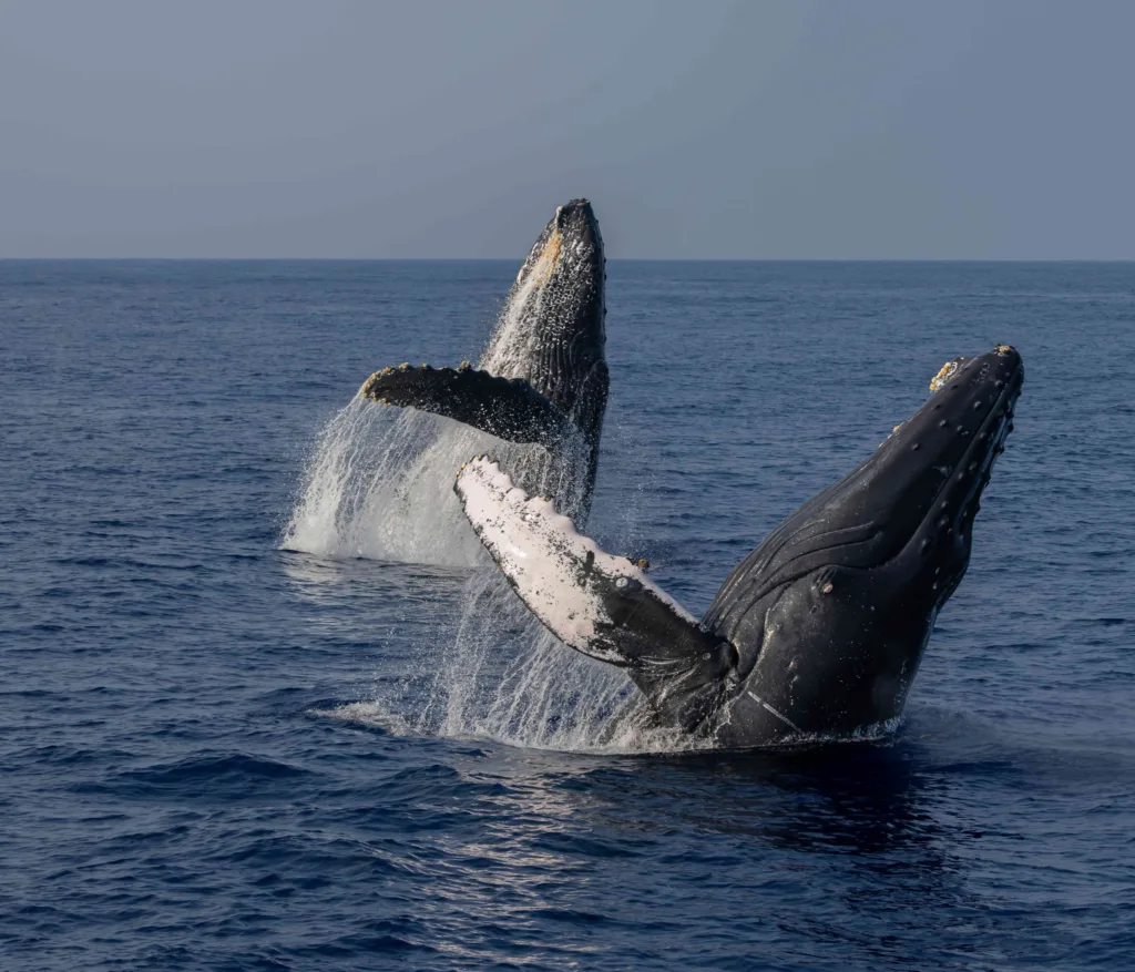 Humpback whale breaching near volcanic coastline