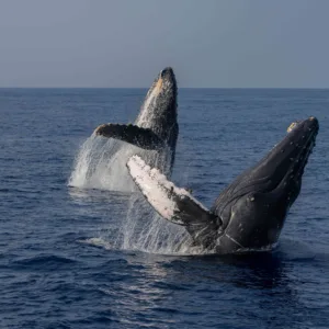 Humpback whale breaching near volcanic coastline