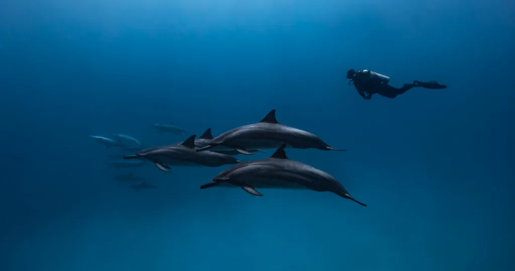 Divers preparing for manta ray night dive in Kona