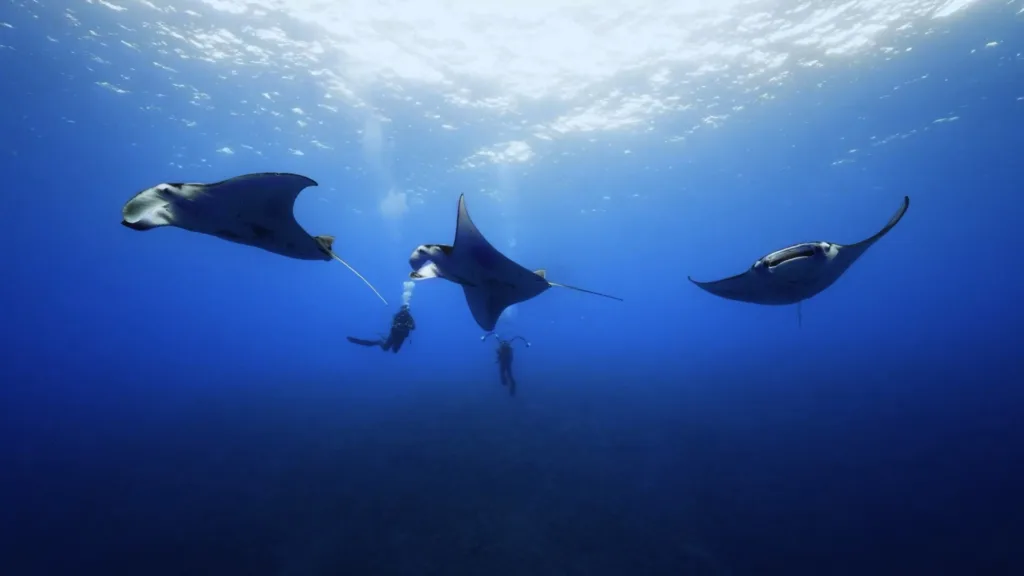 Night dive with manta rays glowing underwater