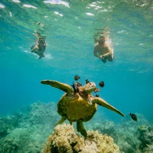 Three hour snorkeling tour at Coral Garden’s Turtle Town