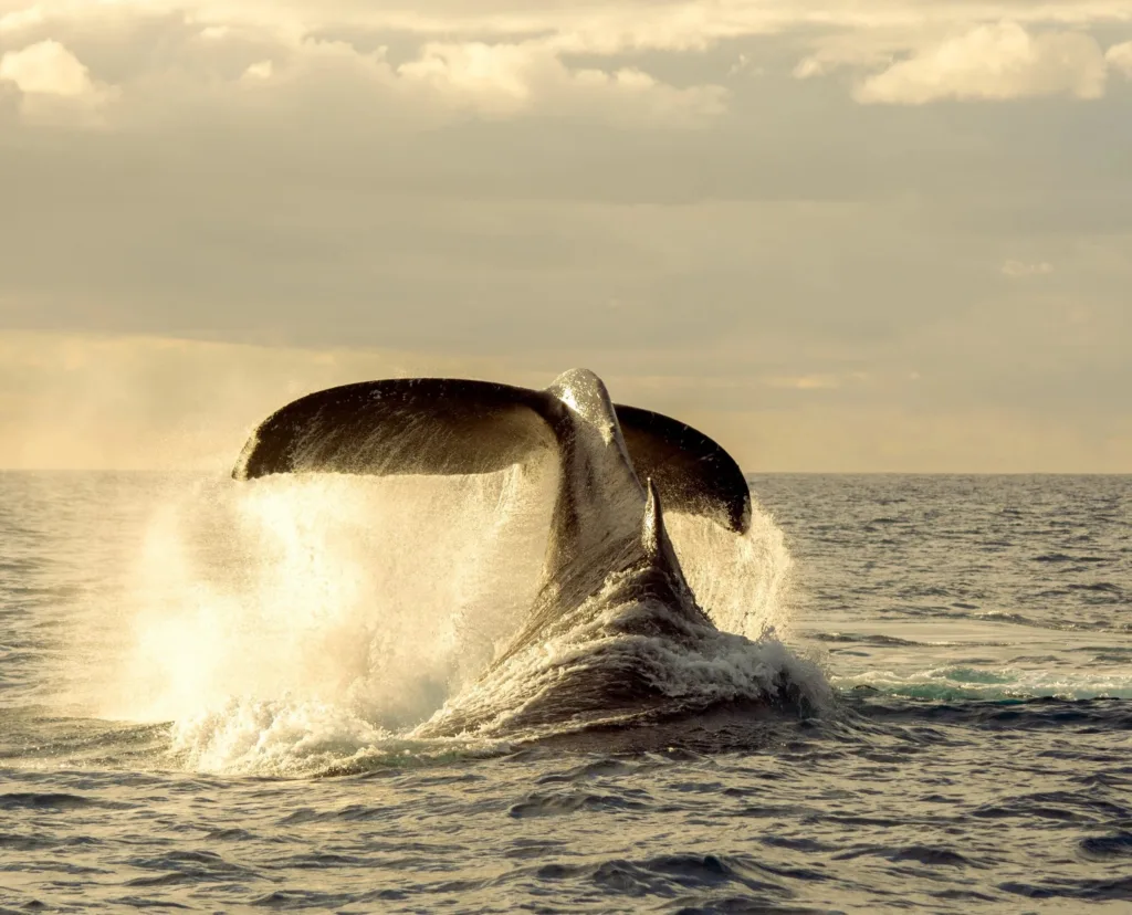 Private sailing yacht cruising on clear blue ocean